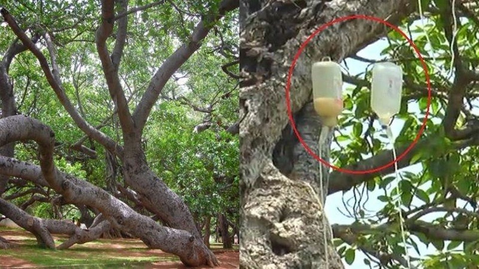 ৭০০ বছরের বটবৃক্ষ বাঁচাতে স্যালাইন