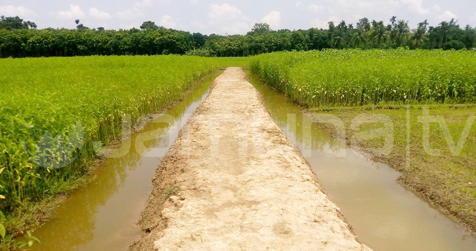 ফসলি জমি নষ্ট করে নিজের জমিতে যাতায়াতের রাস্তা বানালেন মেয়র