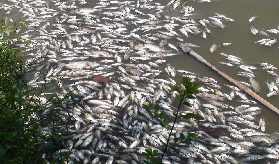 শত্রুতা করে ঘেরে বিষ, নিঃস্ব ঘেরের মালিক