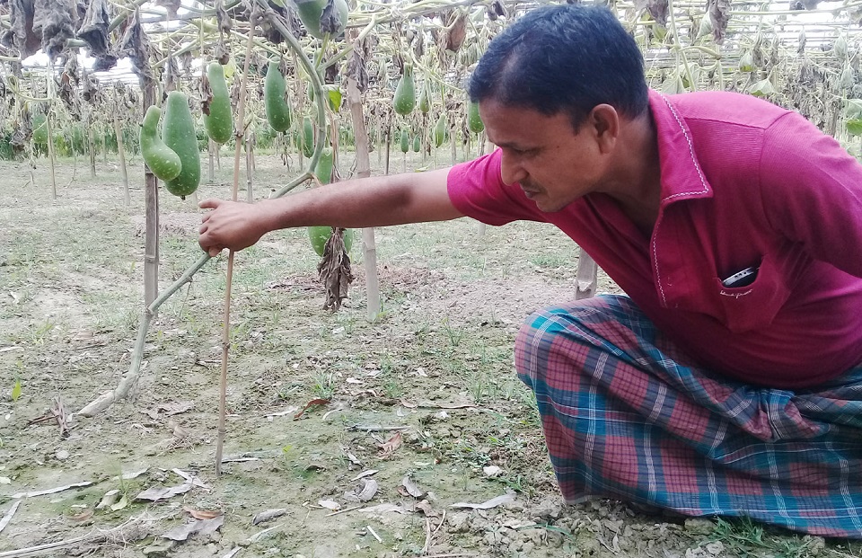 শত্রুতা করে তিনশ লাউগাছের গোড়া কাটলো দুর্বৃত্তরা
