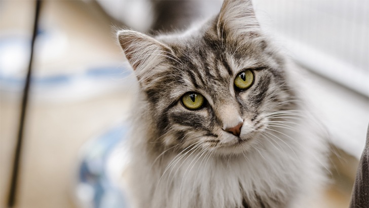 পোষা বিড়ালকে পেটানোয় স্বামীকে গুলি করে হত্যা