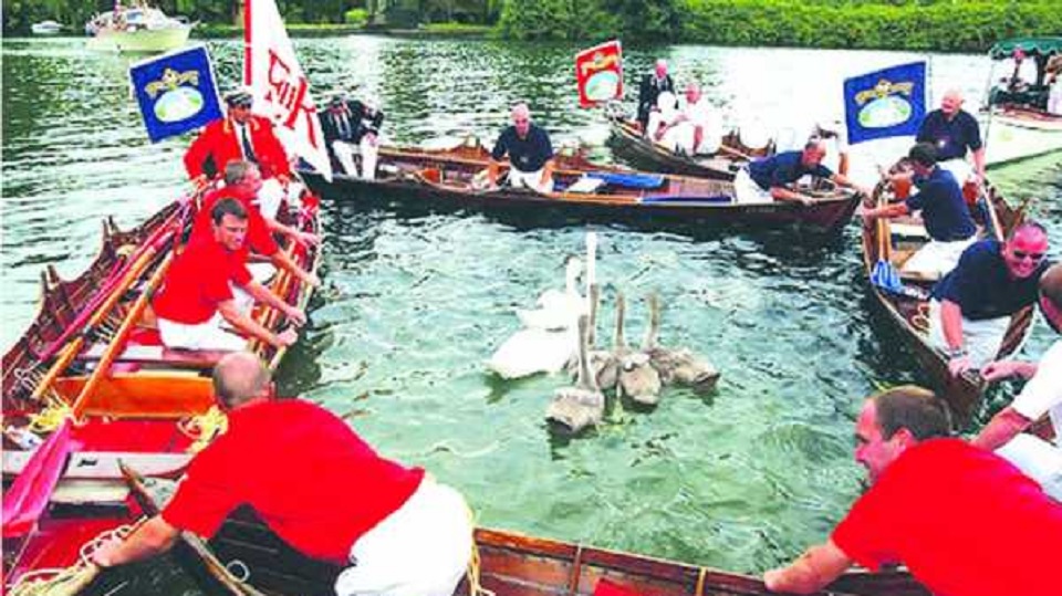 টেমস নদীতে চলছে ঐতিহ্যবাহী রাজহাঁস গণনা