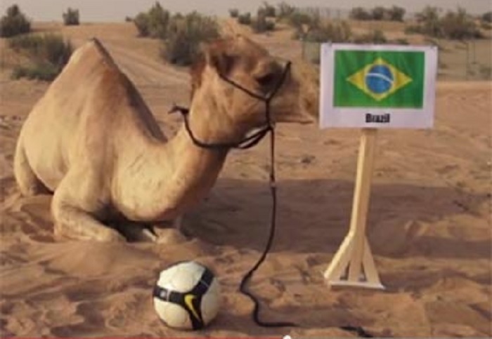 শাহিন জানিয়েছে জিতবে ব্রাজিল