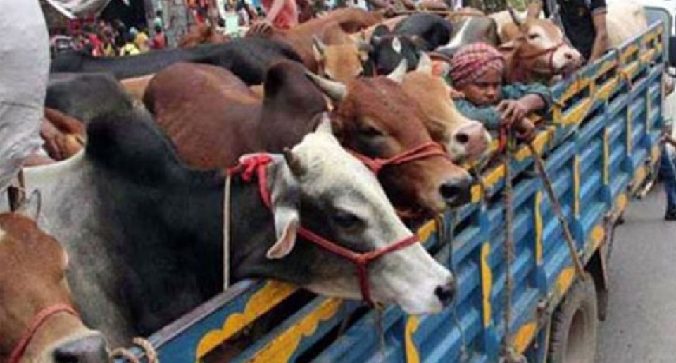 রাজধানীতে আগামীকাল থেকে বসছে কোরবানি পশুর হাট