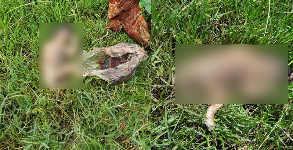 ধানক্ষেতে নবজাতকের মৃতদেহ উদ্ধার