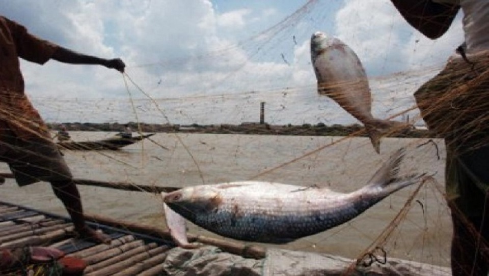 ২২ দিন ইলিশ ধরা নিষিদ্ধ