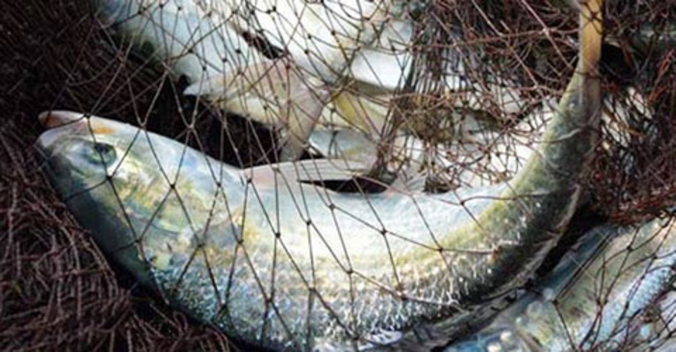 ২২ দিন ইলিশ ধরা নিষিদ্ধ