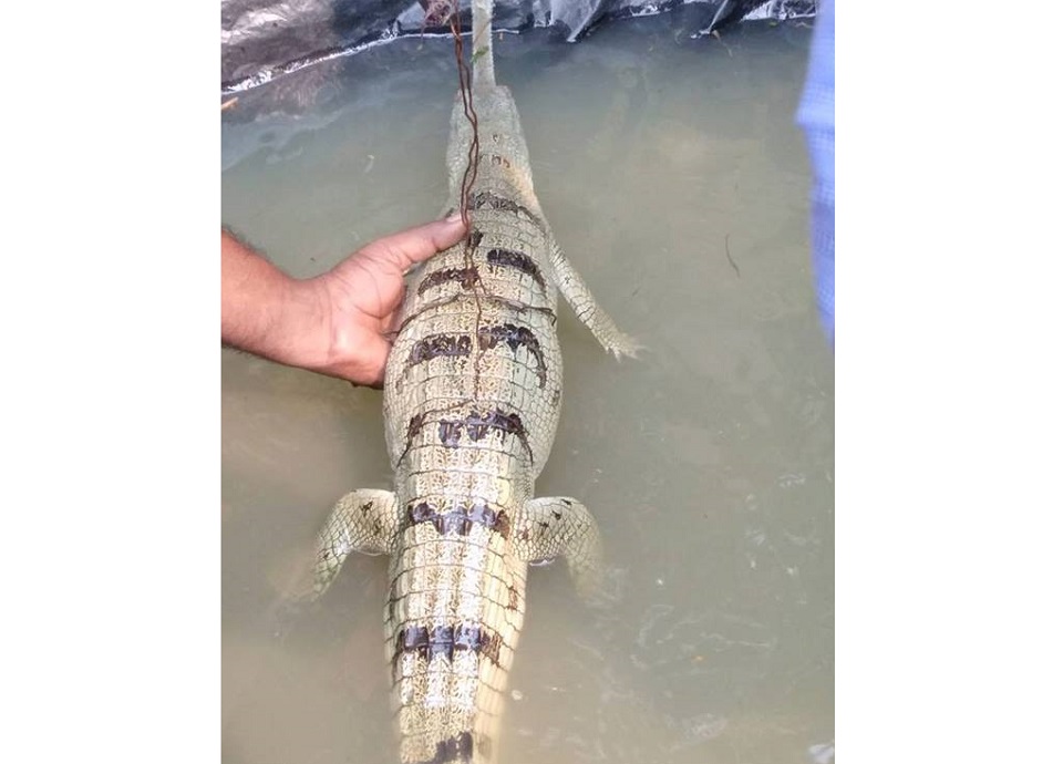 মানিকগঞ্জে জেলেদের জালে ধরা পড়েছে ঘড়িয়াল ছানা