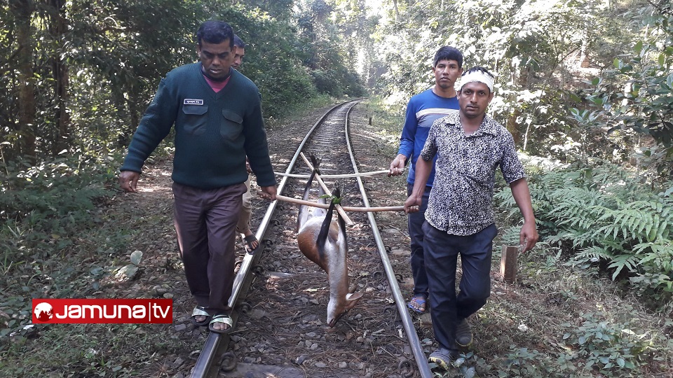 লাউয়াছড়ায় ট্রেনে কাটা পড়ে মায়াহরিণের মৃত্যু