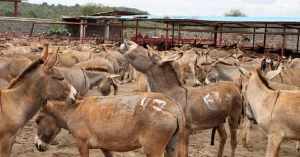 গাধা রপ্তানি করতে পাকিস্তান-চীন চুক্তি সই!