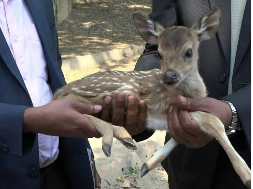 উত্তরা গণভবণের চিড়িয়াখানায় শ্যামল-শ্যামা দম্পতির বাচ্চা প্রসব