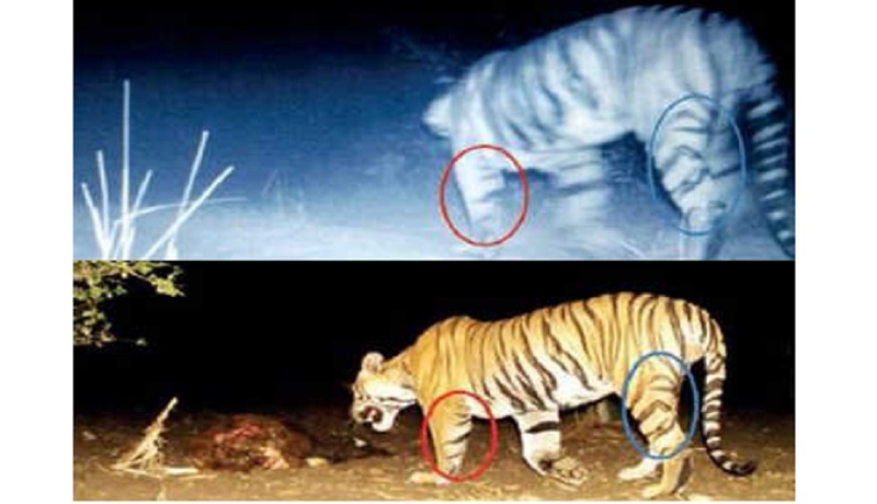 গুজরাটে লোকালয়ে ঢুকে একের পর গরুর ওপর বাঘের হামলা, আতঙ্ক