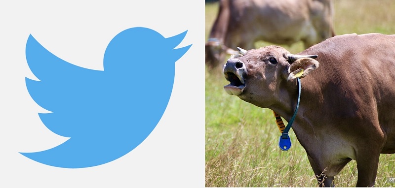 ভারতে ‘গরু’ শব্দ থাকলেই পোস্ট মুছে দিচ্ছে টুইটার!