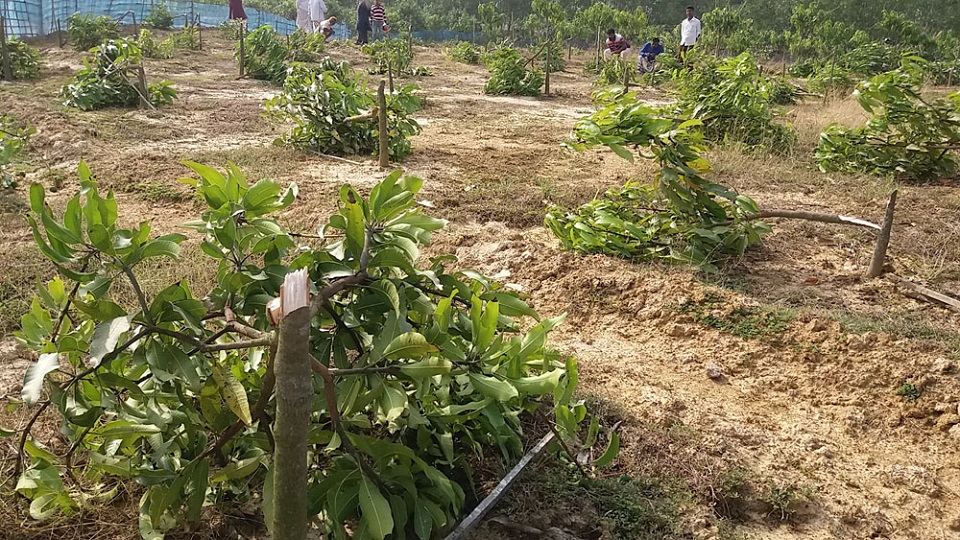 শত্রুতার জেরে অর্ধশত আমগাছ কেটে ফেলেছে দুর্বৃত্তরা