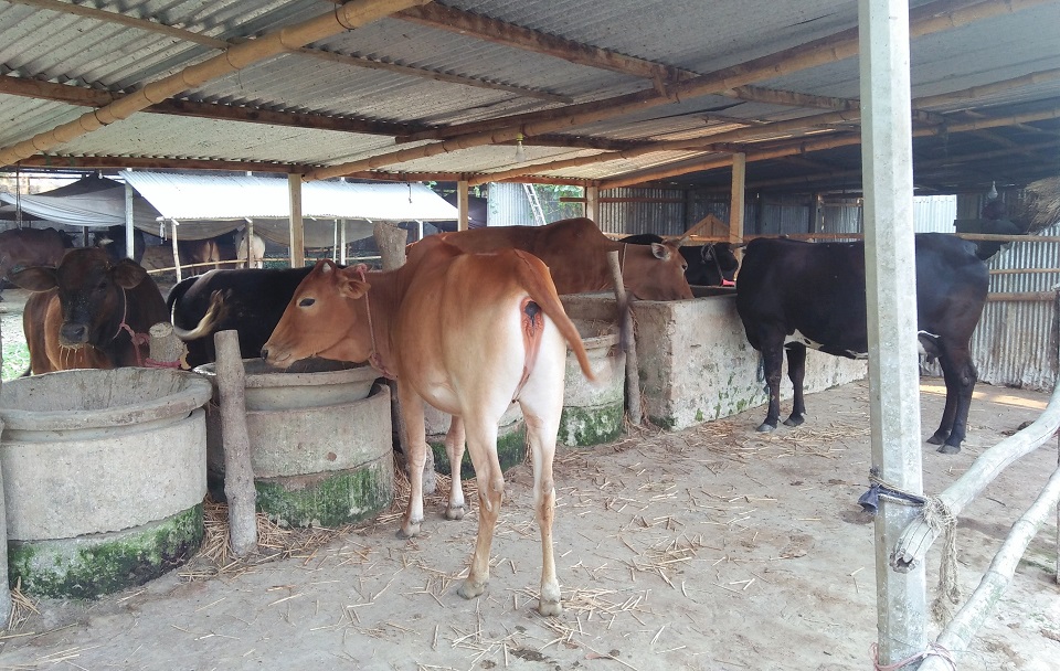 কলেজ ক্যাম্পাসে আওয়ামী লীগ নেতার গরুর খামার নির্মাণ