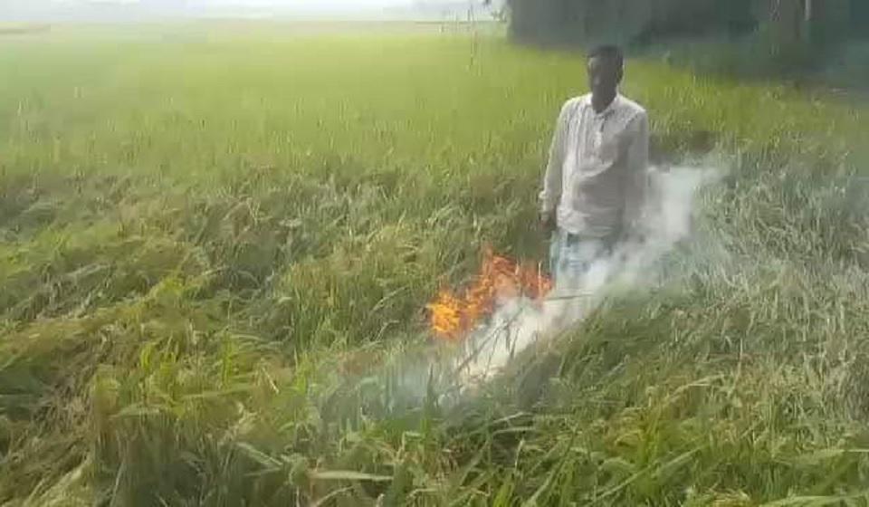 আবারও পাকা ধানক্ষেতে আগুন লাগিয়ে দিল আরেক কৃষক