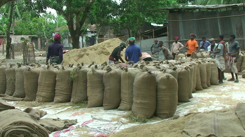 ধান বিক্রি করতে গিয়ে হতাশ কৃষক, মনপ্রতি দর সর্বোচ্চ ৭০০ টাকা