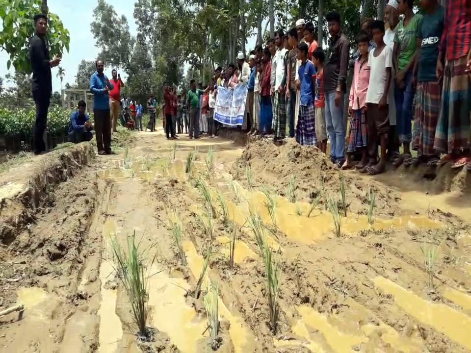 ভাঙা রাস্তা সংস্কারের দাবিতে সড়কে ধান রোপন!