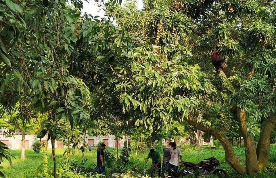 লিচু নিয়ে লঙ্কাকাণ্ড রাজশাহী বিশ্ববিদ্যালয়ে