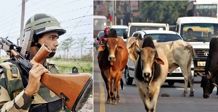 গরুর গোশত বহন করায় বৃদ্ধ বাবা ও ছেলেকে পেটালো বিএসএফ