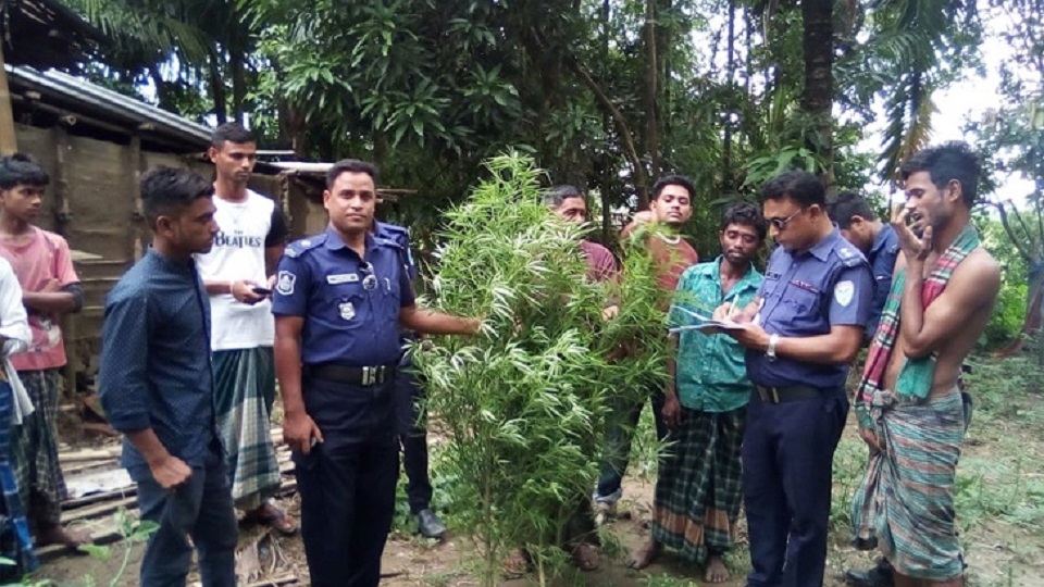 সুনামগঞ্জে সবজি বাগানে গাঁজার চাষ!