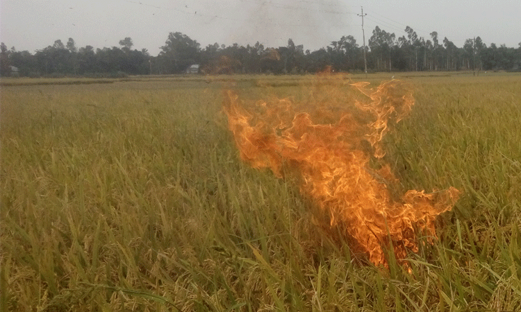 পাকা ধানক্ষেতে আগুন ধরিয়ে অসহায় কৃষকের প্রতিবাদ