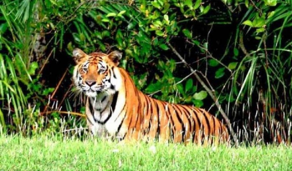 সুন্দরবনে বাঘ বেড়েছে ৮টি