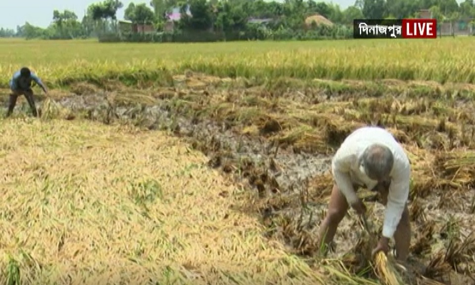 ঈদের দিনেও মাঠে কৃষক