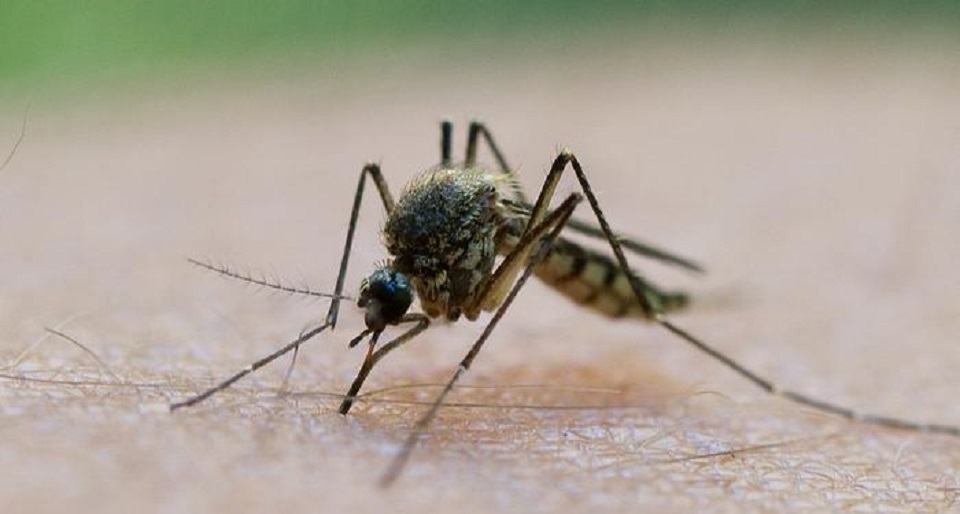 বেড়েছে মশার উপদ্রব, অতিষ্ঠ তেজগাঁওবাসী
