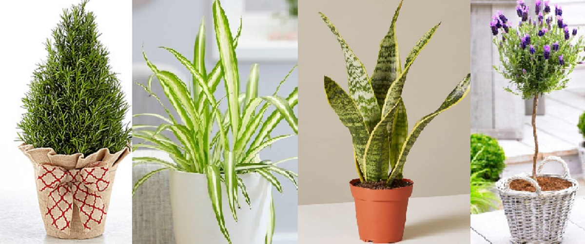 বেডরুমে যে ৫ গাছ আনবে গভীর ঘুম