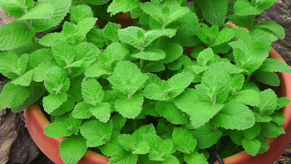 ঘরের মশা তাড়াবে ৫ গাছ