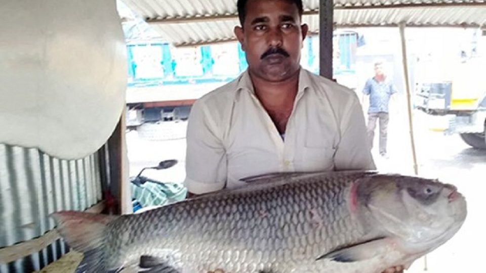 পদ্মায় ধরা পড়েছে ২৭ কেজি ওজনের কাতল, ৪৯ হাজারে বিক্রি