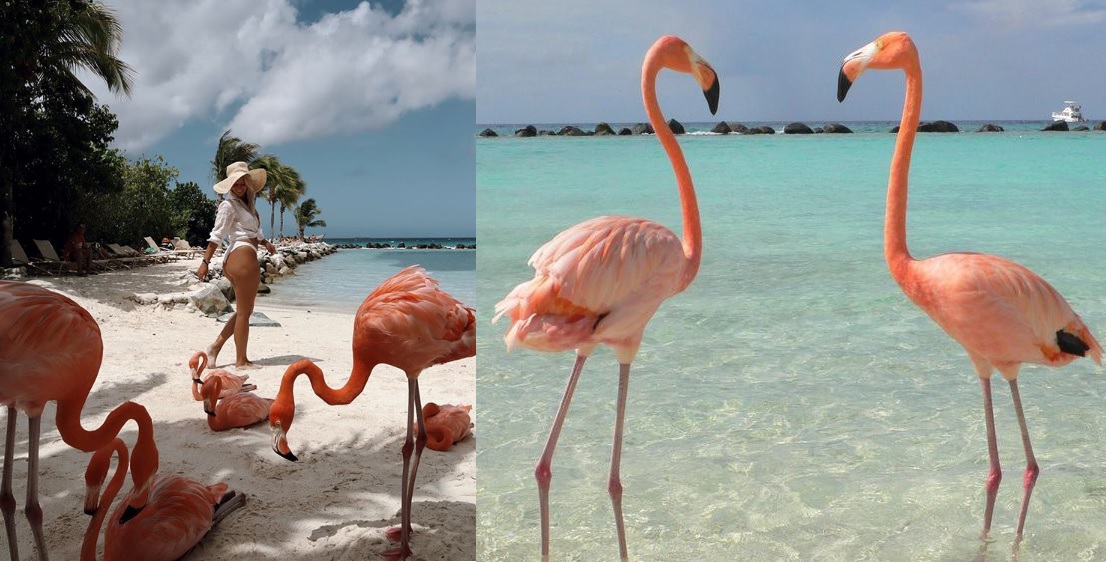 ‘স্বল্প খরচে’ প্রাইভেট বিচে ভ্রমণ, তোলা যাবে ফ্ল্যামিংগোদের সাথে সেলফি