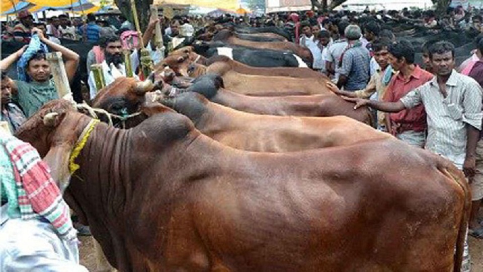 এবার কোথায় কোথায় বসবে কোরবানির হাট