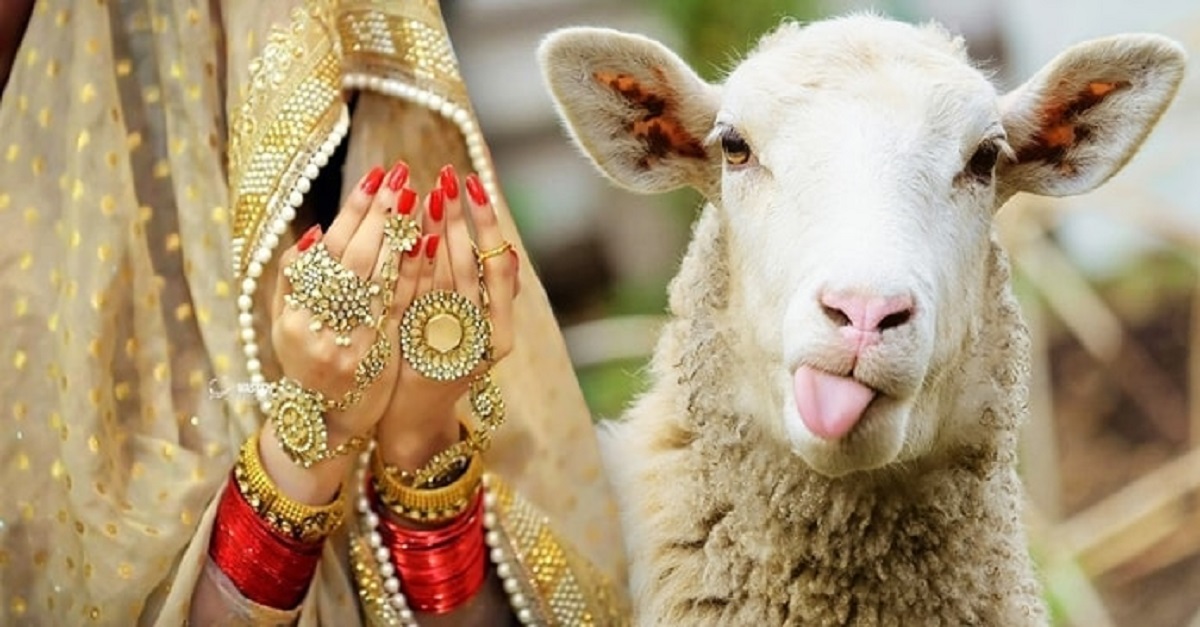 ৭১ ভেড়ার বিনিময়ে স্ত্রীকে দিয়ে দিলেন প্রেমিকের হাতে!