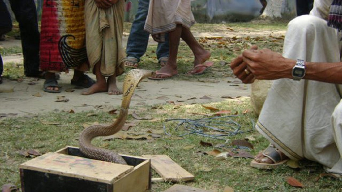 সাপের কামড়ে বেদের মৃত্যু, স্ত্রী আহত