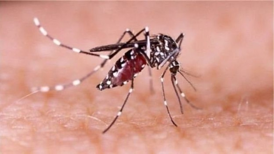 এডিস মশার লার্ভা মেলায় ১ লাখ টাকা জরিমানা, ৭ দিনের কারাদণ্ড