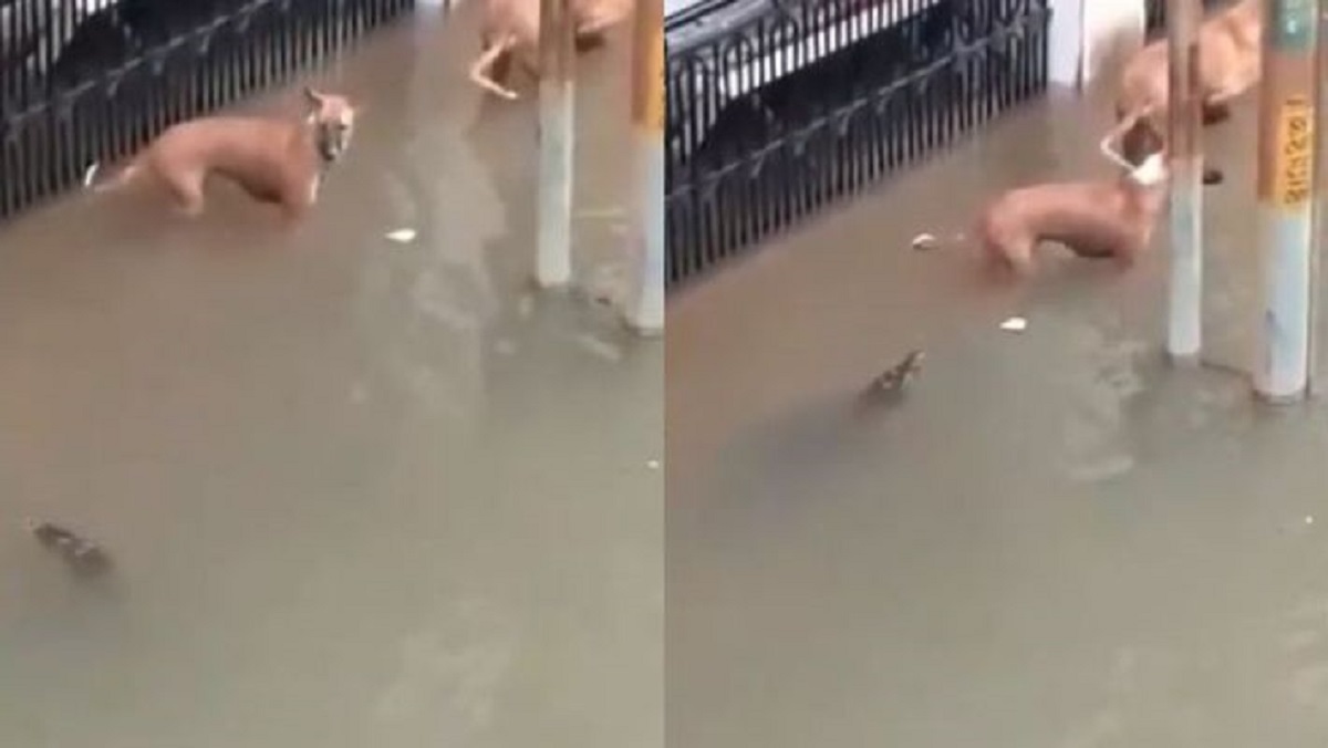 প্লাবিত রাস্তায় কুমির!