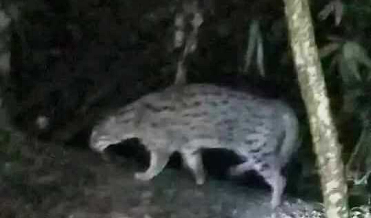 বাঘ আতঙ্ক, পুলিশ মোতায়েন, মসজিদ মাইকে ঘোষণা