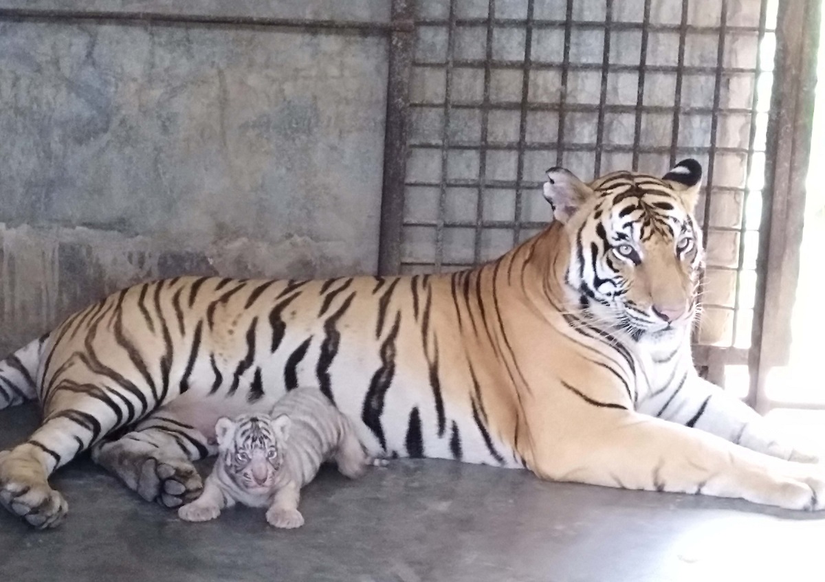 গুইসাপ খেয়ে মারা গেল বাঘ!