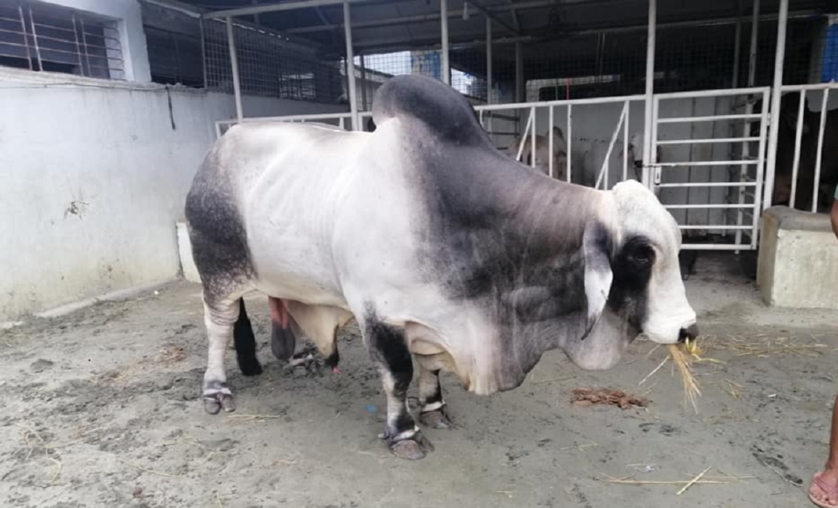 বস-এর মূল্য ৩৭ লাখ!