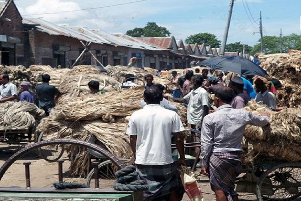 ঝিনাইদহে সোনালী আঁশ কৃষকের গলার ফাঁস