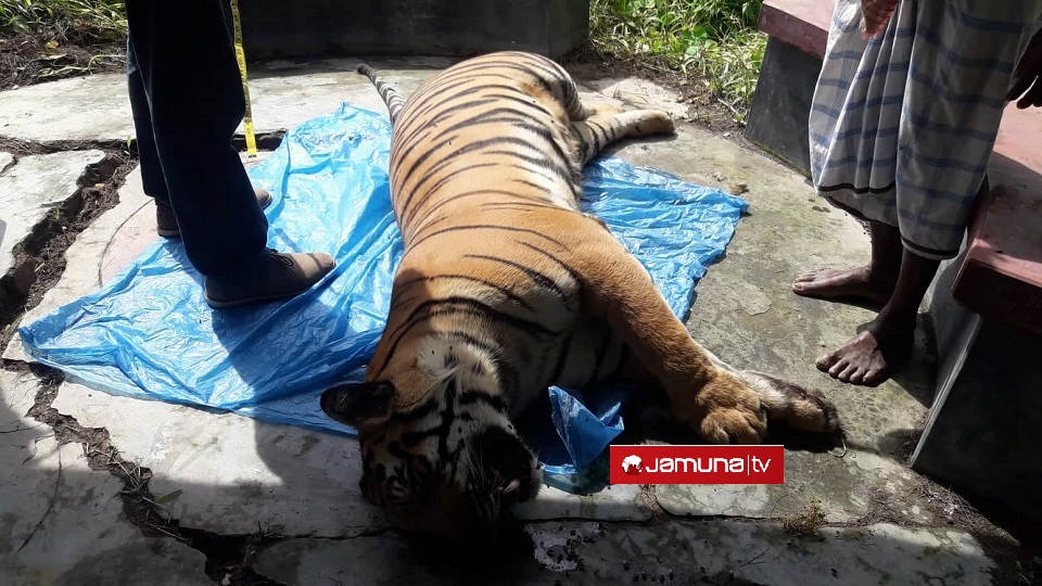 সুন্দরবনে বাঘিনীর মৃতদেহ উদ্ধার