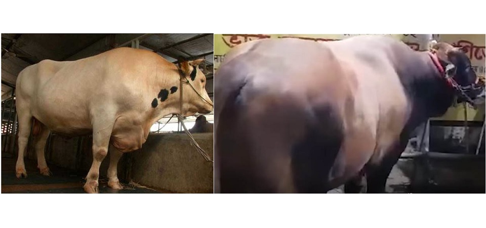 কোরবানির হাটে ‘ডোনাল্ড ট্রাম্প’, ’বাহুবলী’