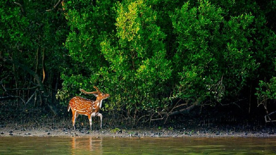 সুন্দরবনে ‘রেড এ্যালার্ট’
