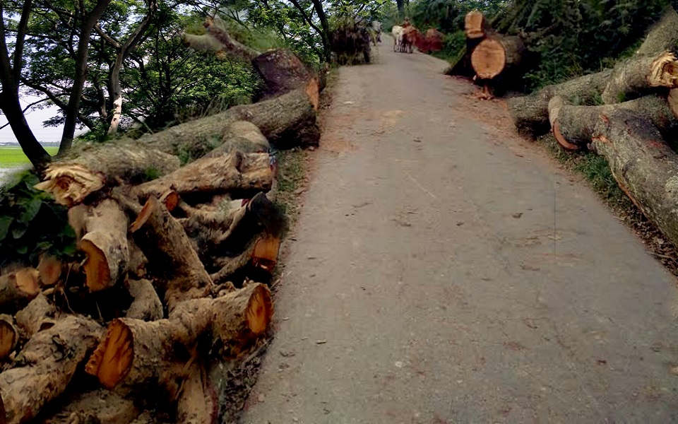 দেড়কোটি টাকার গাছ বিক্রি হল ২৪ লাখ টাকায়!