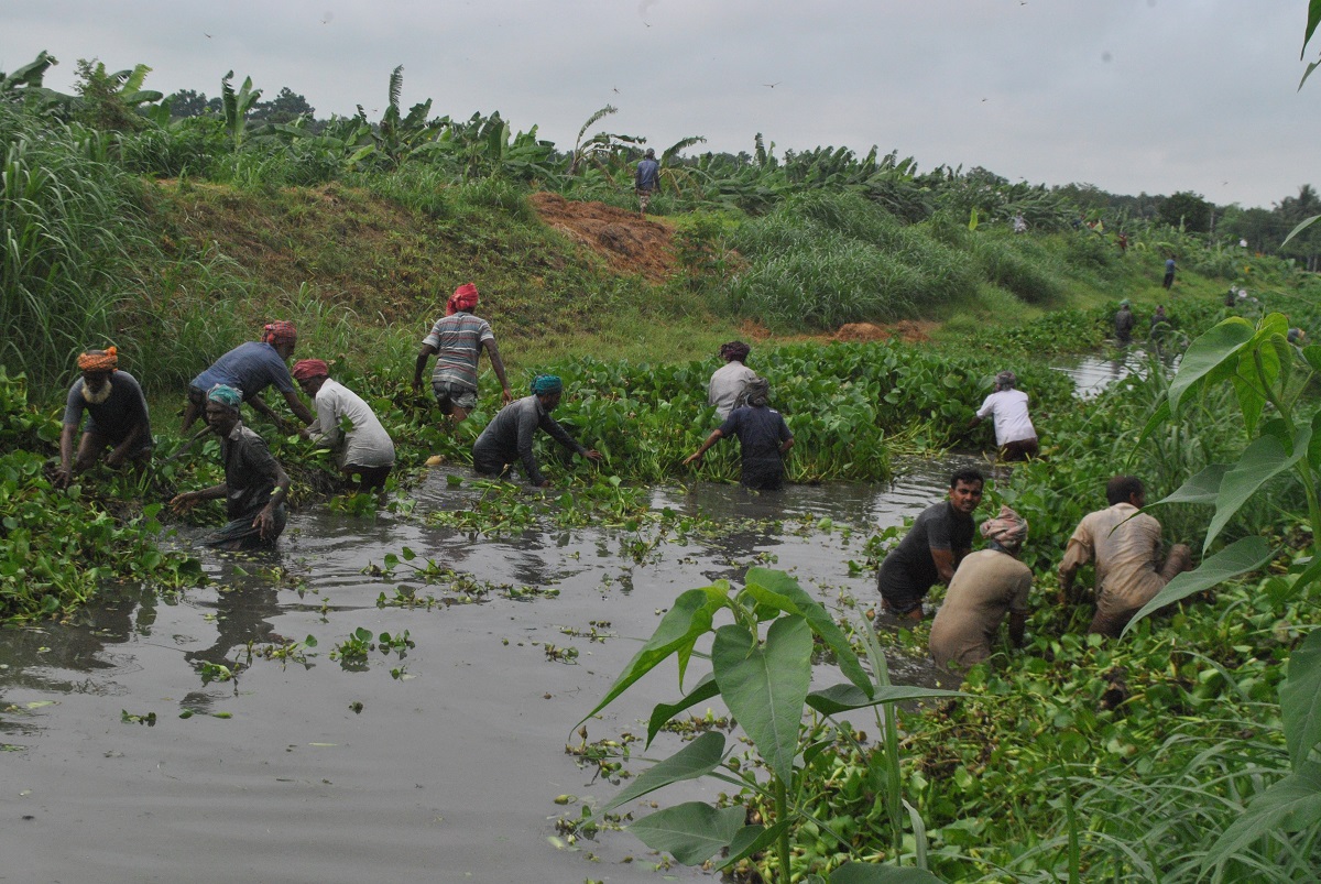 স্বেচ্ছাশ্রমে কৃষকরাই পরিষ্কার করলো বদ্ধ সেচখাল