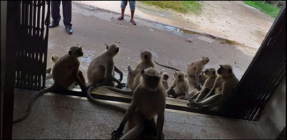 বিচার চেয়ে থানায় হনুমান দল, তদন্তের আশ্বাস ওসির