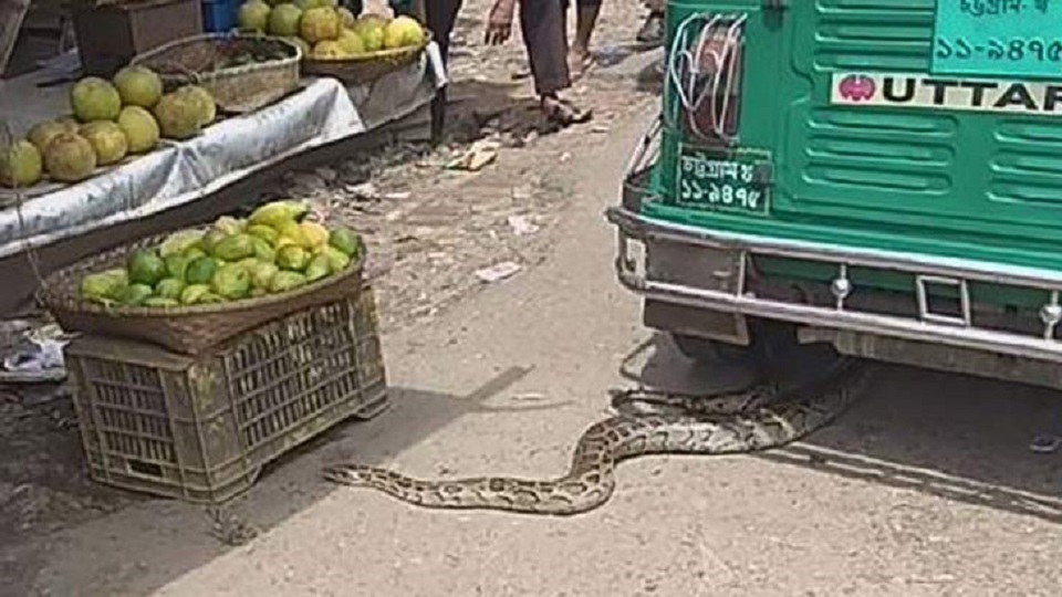 খাবারের সন্ধানে লোকালয়ে নেমে এলো অজগর!