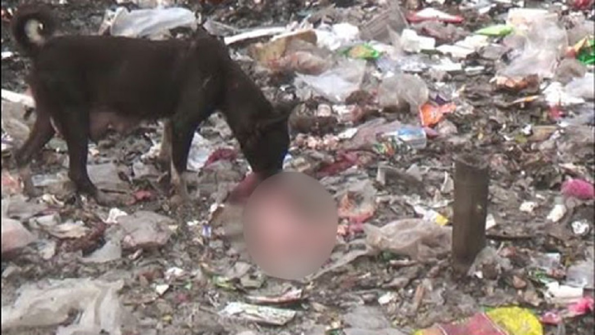 কুকুরের মুখ থেকে উদ্ধার হলো নবজাতকের লাশ